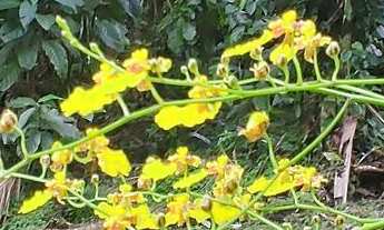 Imagem: Chácara à venda no bairro Vila das Palmeiras