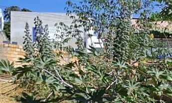 Imagem 3: ????Terreno à Venda no Bairro Várzea – 350m²