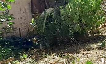 Imagem 2: ????Terreno à Venda no Bairro Várzea – 350m²