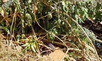 Imagem 6: ????Terreno à Venda no Bairro Várzea – 350m²