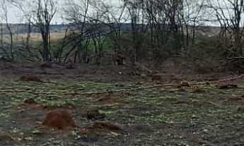 Imagem 7: Lote de 3.000m² à Venda no Alto dos Caiçaras – Excelente Oportunidade de Investimento