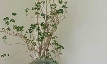 Imagem 4: Apartamento à venda no bairro Pitangueiras - Guarujá/SP