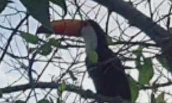 Imagem 2: Chácara à venda no bairro Vila Real - Botucatu/SP