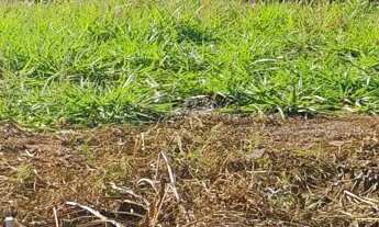 Imagem 4: Terreno em Loteamento Recanto das Emas