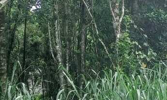 Imagem 3: Terreno 414 mts² - 12 de frente e fundos por 34,50 de ambas as laterais - Ipanema - Pontal