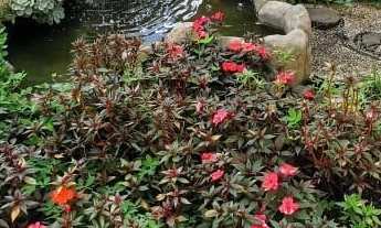 Imagem 5: Belo Apartamento com 3 dormitórios sendo 1 suite - Jardim Nova Taboao Guarulhos