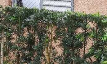 Imagem 7: Apartamento incrível no bairro Cocaia em Guarulhos-SP