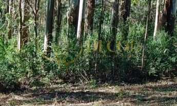Imagem 7: Terreno para formação de Chácara Campo Largo/PR