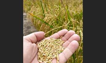 Imagem 6: 720 Alqs Ótima Água Terra e Logística Região Mansinha TO