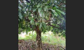 Imagem 6: Chácara de 1.300 mt em Itaquara MG