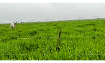 Imagem: 130 Alqs Pronta Planta Toda Vale do Araguaia