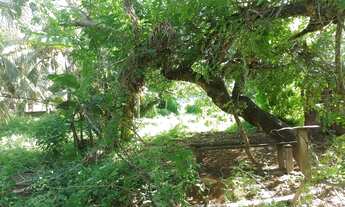 Imagem 5: EXCELENTE OPORTUNIDADE! VENDO SÍTIO, Povoado Comum ( EXTREMOZ). 20X100. VALOR: 78 MIL