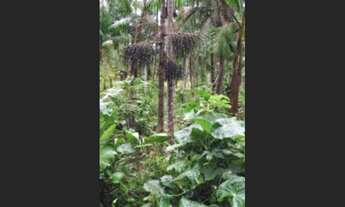 Imagem 3: Fazenda 12 mil hectares em Marajó pra lavoura de arroz por R$ 8 milhões