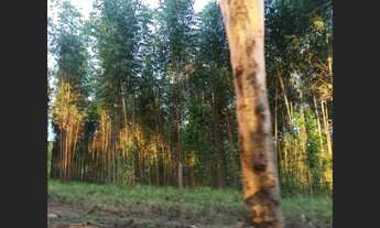 Imagem 2: Fazenda de 165 ha 3m Caetanopolis