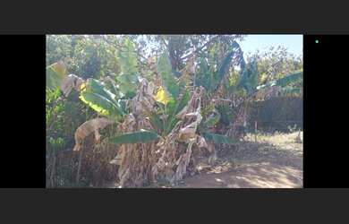 Imagem 4: Terreno de 15 mil mt em oliveira