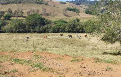 Imagem 6: Excelente Sítio - 4.9 Hectares