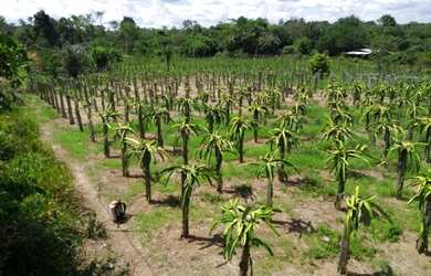 Imagem 6: R$ 200.000 sítio na alça viária a 30 km de Belém tem Pitaya e açaí plantados