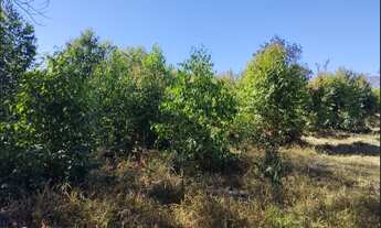 Imagem 5: Terreno de 13 há em Itaguara MG