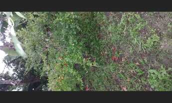 Imagem 7: Mine sítio Fazenda / sítio com 2 dormitórios