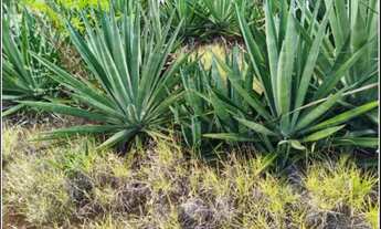 Imagem: FAZENDA 13 MIL HECTARES - ENGORDADEIRA