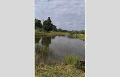 Imagem 6: MAGNÍFICA FAZENDA SANTA BÁRBARA - PA