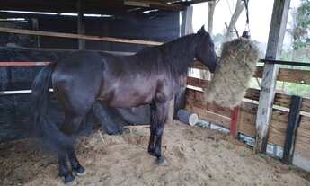 Imagem 7: Chácara Chácara com 1 dormitório