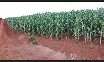 Imagem 4: Vende-se lote de terra ROXA entre Boa Esperança e Farol - 42,8 alqueires/103 hectares