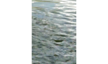 Imagem 3: 100 Alqs Formada Beira Rio Região Barra do Ouro TO