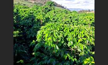 Imagem: Sítio à venda em Caconde - SP. R$500.000,00