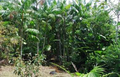 Imagem 5: Fazenda 18 hectares a 30 km de Castanhal com pasto e açaizal R$150 mil