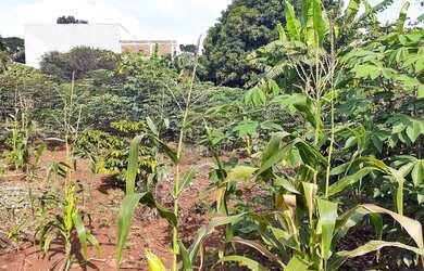 Imagem 6: Chácara no Vale Azul - Sarandi Pr