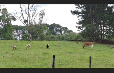 Imagem 2: Sítio a Venda 3,4 hectares com Casa 3 Dorm. + Lagoas + Pomar de Frutas em Rio do Sul SC