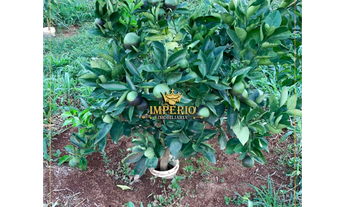 Imagem 7: VENDE - Terreno para Chácara no bairro dos Afonsos