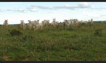 Imagem 7: Fazenda com 2120 hectares a venda
