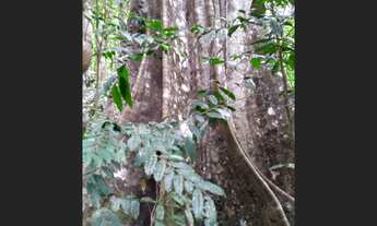 Imagem 6: Terreno em Pacaraima