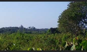 Imagem 3: R$ 1.300.000 mil reais 150 hectares há 45 km de Castanhal toda no pasto