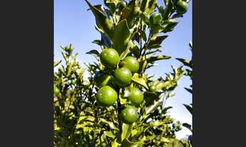 Imagem 6: Vendo chácara no sertão do Ribeirão