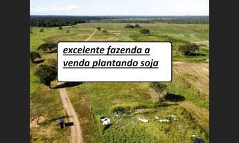 Imagem 3: 669 Alqs Plantando a 5 Anos Rios Plana Região Palmas TO