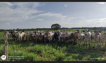 Imagem: 17 alqueires com 15 abertos pronta fica