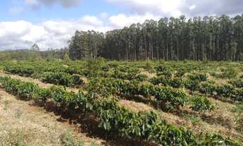 Imagem 7: Sítio de (1 1/2 Alqueire ) Formado em Café e abacate no Sul de Minas Gerais