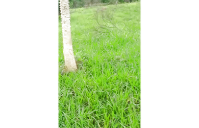 Imagem 4: 413 Alqs Arrendamento Pra Gado Região Aragarças GO