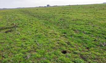 Imagem 3: ARRENDAMENTO 130 hectares soja pagto 35% antecipado restante safra