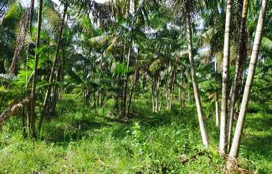 Imagem 5: VENDO TERRENO AGRICULA À 20 KM DE CASTANHAL (EM INHANGAPI) TEM MAIS DE 3 MIL TOUCEIRAS DE