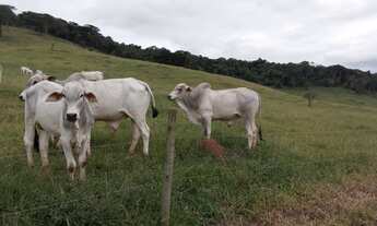Imagem: Ótima fazenda - Dom Viçoso - Minas Gerais