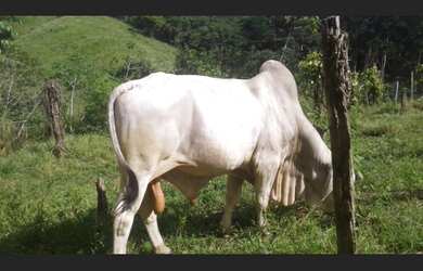 Imagem 3: Vendo roça 1 alqueirão (44 tarefa