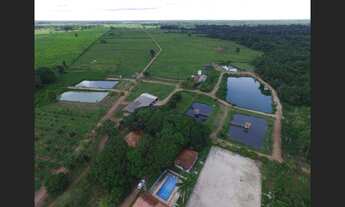 Imagem: 225 hectares com 150 mil pés de açaí,plantados