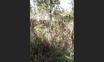 Imagem 3: 25 Alqs. Formada Planta Soja Região Brejinho TO