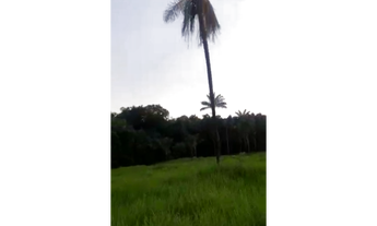 Imagem 5: 110 Alqs Dupla Aptidão Rio Beira Asfalto Região Palmas TO