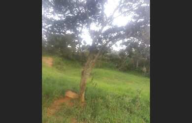 Imagem 3: Fazenda de 22 ha em Carmopolis de Minas