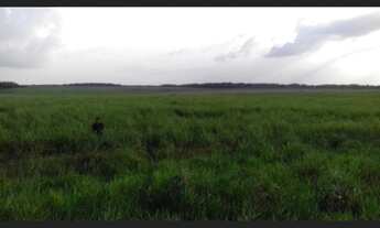 Imagem 2: 300 alqueires com 250 alqueires de abertura a 40 mil o alqueires dupla aptidão Pa150